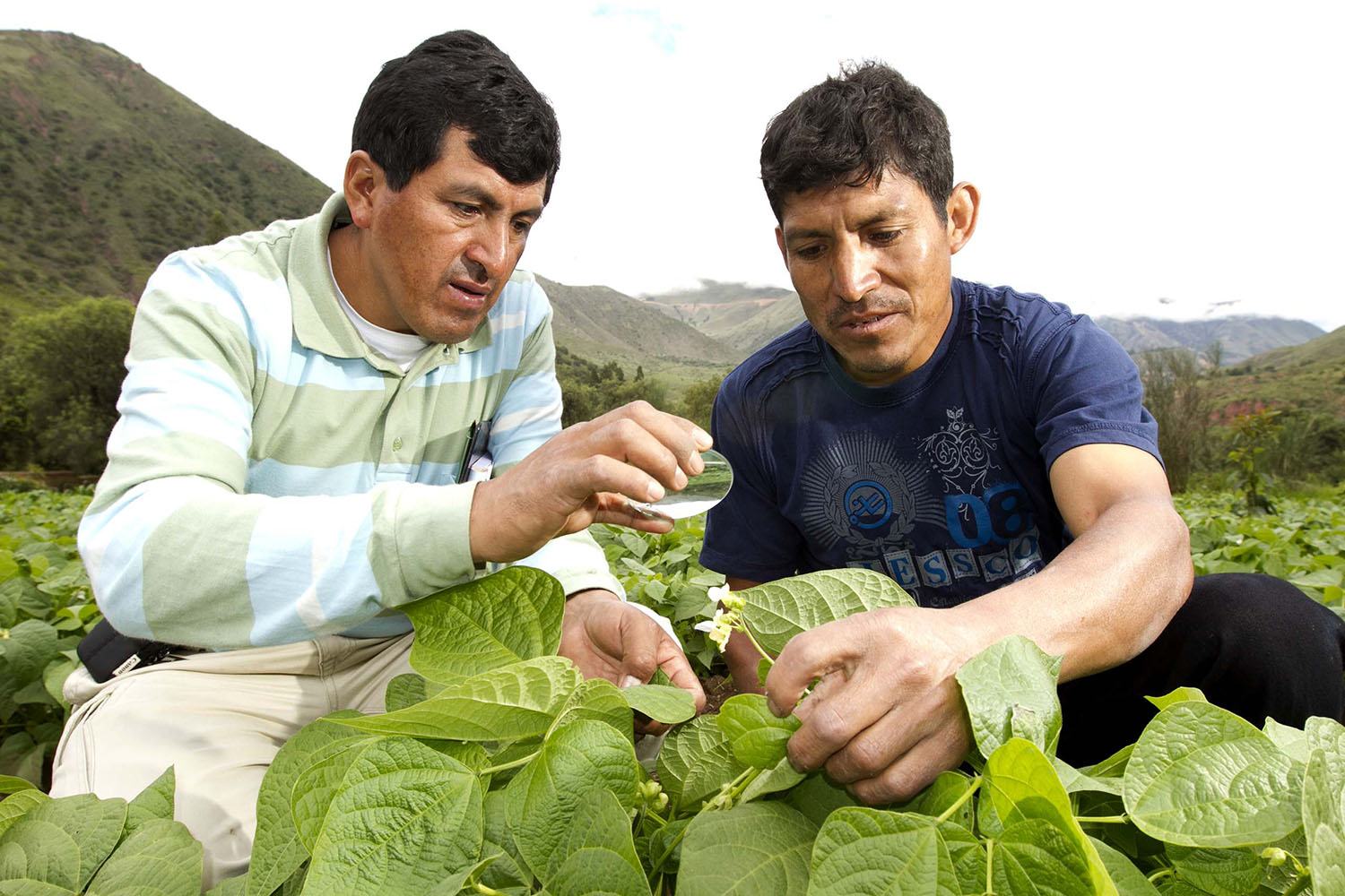 Sample Special Project 4