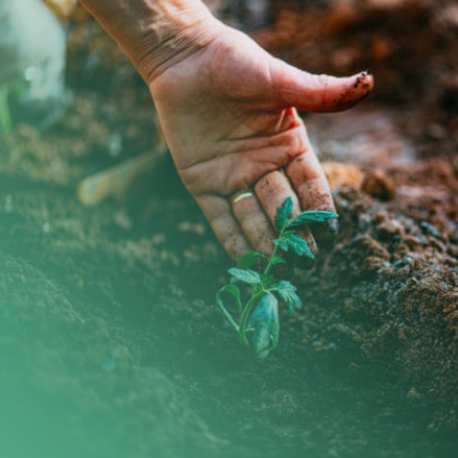 Sample Special Project 2